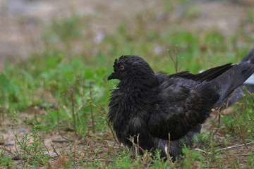 Shaggy dove on a background of blurred grass in the park