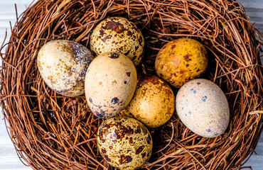 Obraz premium Quail eggs in a nest.