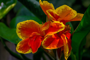 orange flower