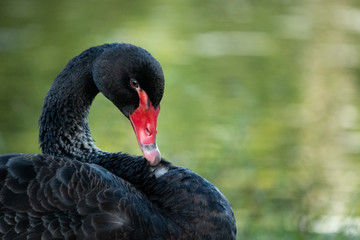 elegant graceful one black swan close up head shot next water on grass area Gold Coast Australia