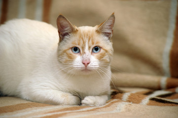Thai cat with blue eyes portrait
