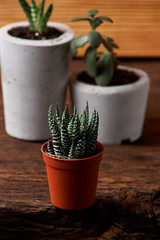 Close up of tiny succulents in DIY concrete pots. the concept of home comfort