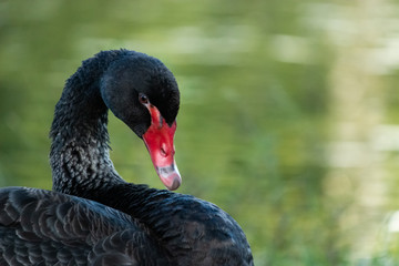 elegant graceful one black swan close up head shot next water on grass area Gold Coast Australia