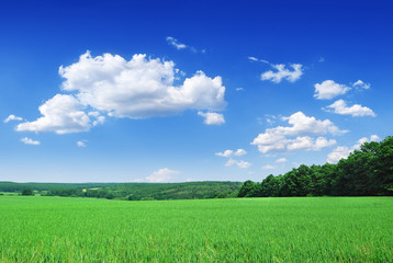 Spring landscape, view of green field and the blue sky