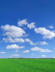 Idyllic view, green field and blue sky with white clouds