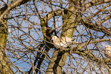 The bird sits on a tree without leaves. Light gray turtledove of the pigeon family, with a black rim around the neck. Winter, early spring.