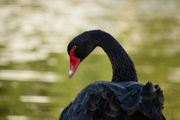 Naklejka premium elegant graceful one black swan close up head shot next water on grass area Gold Coast Australia
