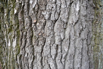 Fototapeta premium texture bar 