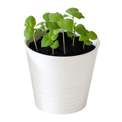 Basil (Ocimum basilicum), great basil or Saint Josephs-wort, is a culinary herb of the family Lamiaceae (Mints). Provencal herbs. Healthy food. Gardening concept