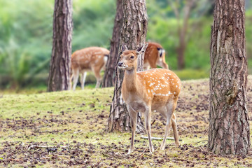 A beautiful Vietnamese sika deer standing between a few pine trees