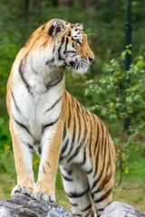 A beautiful Tiger standing on some rocks