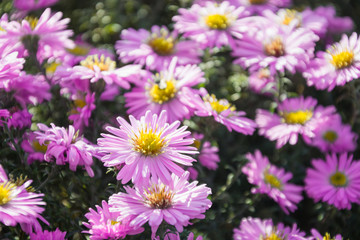 Obraz premium Chrysanthemums in summer garden. Floral pattern. Outdoor. Flowers wildfield and annuals.