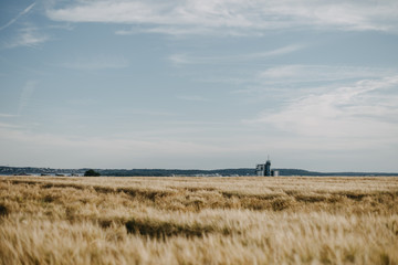 Obraz premium cornfield in summer with cloudy in the sky and a building in the background