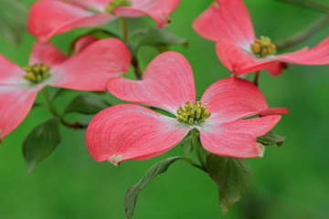Cornus kousa pink blossoms
