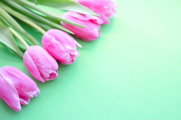 flatlay pink tulips, flowers as a gift