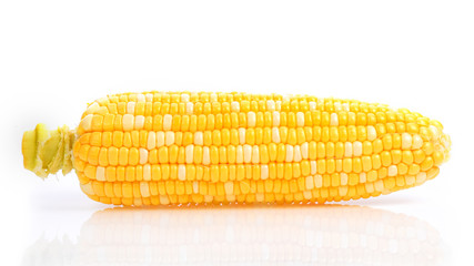 Bicolor Sweet Corn on white background