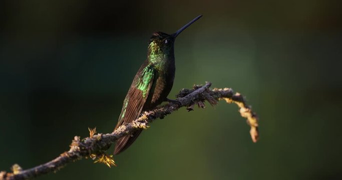 Talamanca (Admirable) Hummingbird - Eugenes spectabilis is large hummingbird living in Costa Rica and Panama.  