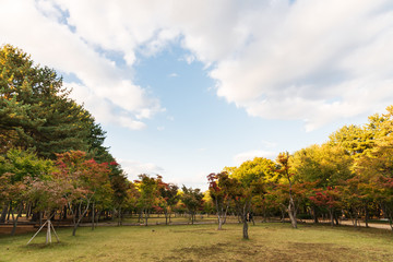 Colorful of maple trees on the blue sky background in the park on autumn season.Different color concept background.