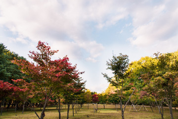 Colorful of maple trees on the blue sky background in the park on autumn season.Different color concept background.