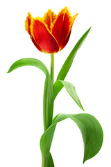 Red tulip flower on white
