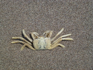 crab on the beach