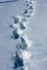 human footprints in the fresh snow