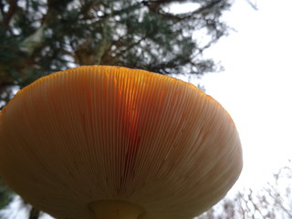 Muchomor czerwony © M. G. Koperkiewicz