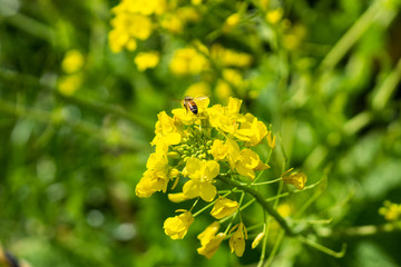 菜の花