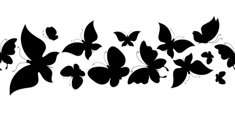 black butterfly, isolated on a white