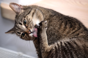 Funny cute cat