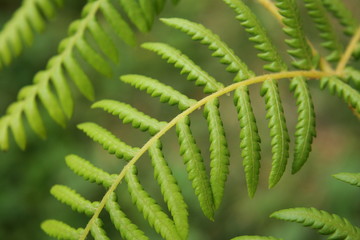 Tree Fern Frond
