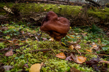 mushrooms in the forest