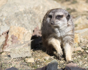 Fototapeta premium meerkat suricata suricatta