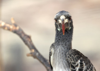 african grey hornbill is looking into lens