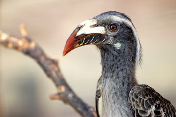 african grey hornbill is sitting on the branch