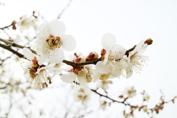 활짝 핀 봄 매화, 만개한 매화꽃, 봄을 알리는 매화
