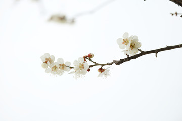 활짝 핀 봄 매화, 만개한 매화꽃, 봄을 알리는 매화