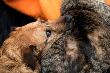 dog and cat friendship