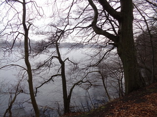 Fototapeta premium Nadlesnictwo Kartuzy