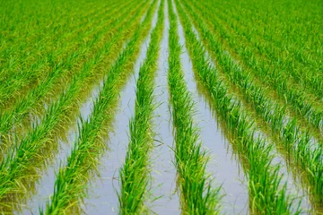 Foto op Canvas Close up of paddy field.  水田のクローズアップ © Kana Design Image