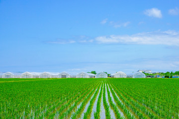 Fototapeta na wymiar Paddy field and cultivation house in Ishikawa Prefecture, Japan. 水田とビニールハウス。日本の石川県で撮影
