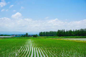 Fototapeta na wymiar Spring countryside. Photographed in Japan, Ishikawa Prefecture. 春の田園風景　日本の石川県で撮影