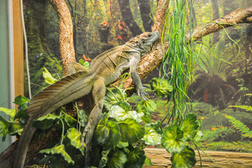 Monitor lizard chilling on the branch in zoo.