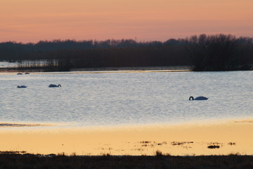 Łabedzie (Park Narodowy Ujscie Warty) © tadzio1964