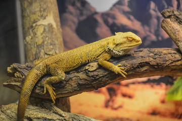 Close up portrait green Iguana on branch with beautiful nature background in terrarium.