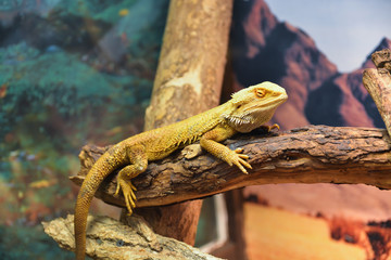 Close up portrait green iguana on branch with beautiful nature background in terrarium.