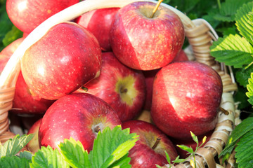 Fresh farm apples in the basket. Close-up. Copy space.