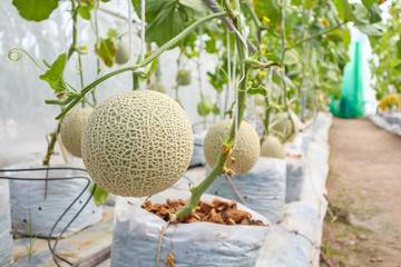 Fresh green Japanese cantaloupe melons plants growing in organic greenhouse garden