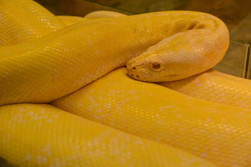 Naklejka premium Close up golden yellow python. Danger snake.