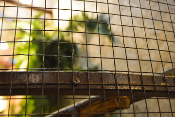Square fence in zoo. Selective focus.